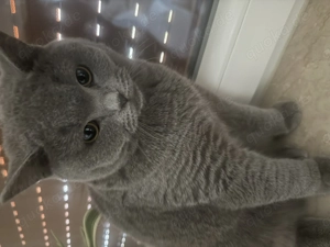 British Kurzhaar Kater 