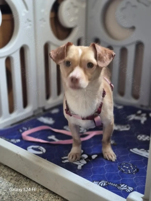 Miri kleine Chihuahua-Mischlingshündin 