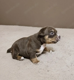 Wunderschöne American Bully Welpen zu Verkaufen!! Bild 5