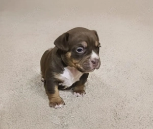 Wunderschöne American Bully Welpen zu Verkaufen!! Bild 6