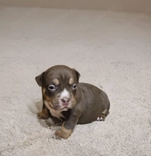 Wunderschöne American Bully Welpen zu Verkaufen!! Bild 4