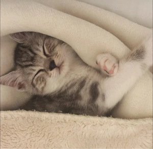 Verschmuste und verspielte Kitten