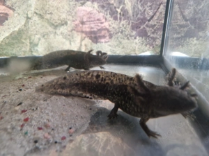 3 Axelotl Abzugeben 