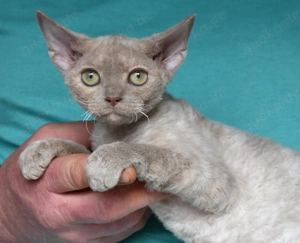 Devon Rex Kitten   weiblich und männlich. 