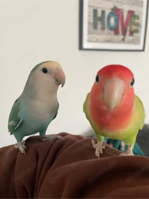 Rosenköpfchen Blau weiß und Gelb rot