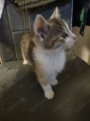 2 kleine kätzchen suchen ein neues Zuhause 