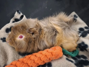 Sehr süße männliche Meerschweinchen Babys 