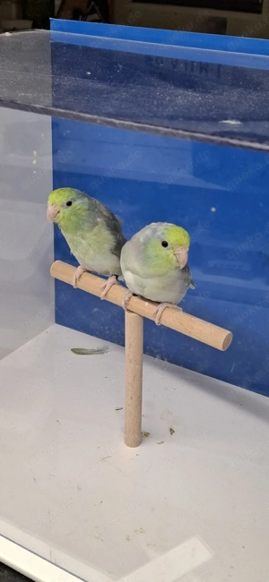 Blaugenick Sperlingpapagein 