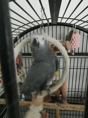 Kongo-Graupapagei  2 männlich 