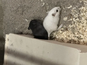 Rennmäuse Jungtiere 