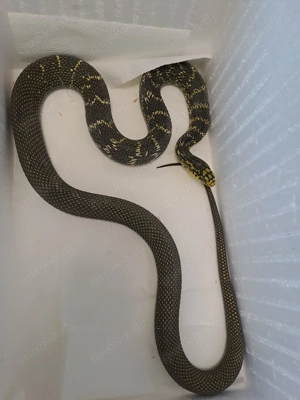 Elaphe carinata 0.1 adult