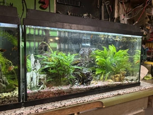 Fische zu verschenken