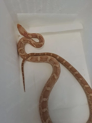 0.1 Elaphe obsoleta Hypo het amel. Cb 2018