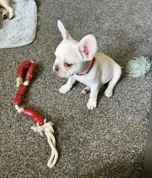 KC-registrierte Französische Bulldoggenwelpen
