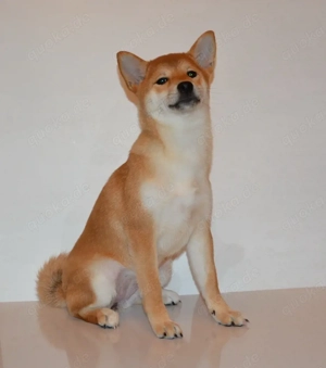 Reinrassiges Shiba Inu Mädchen