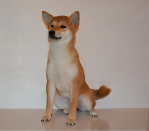 Shiba Inu Mädchen