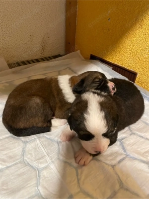 Flauschige Herzensbrecher: 9 sanfte Riesen suchen ihr Traumzuhause!    Bild 4