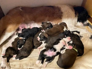 Flauschige Herzensbrecher: 9 sanfte Riesen suchen ihr Traumzuhause!    Bild 5