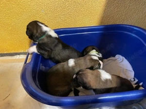 Flauschige Herzensbrecher: 9 sanfte Riesen suchen ihr Traumzuhause!    Bild 6