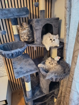 Wunderschöne Perserkatzen suchen ein neues zuhause