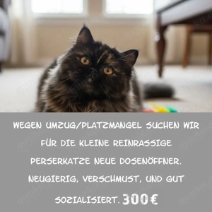 Umzugsbedingt liebevolles Plätzchen gesucht...