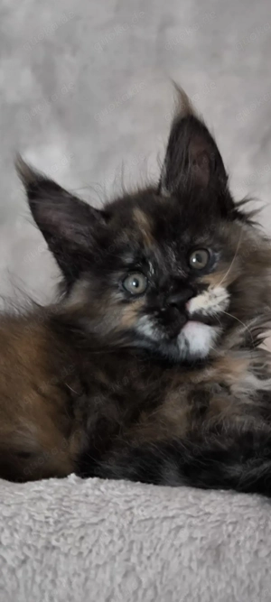 Maine Coon Kätzchen mit Stammbaum 