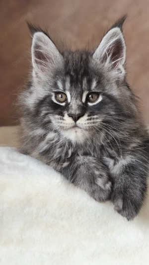 Maine Coon Kätzchen mit Stammbaum 