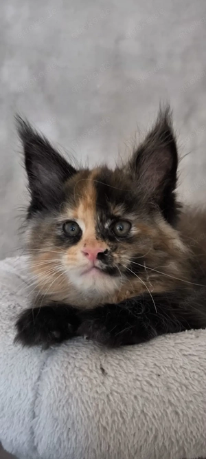 Maine Coon Kätzchen mit Stammbaum 