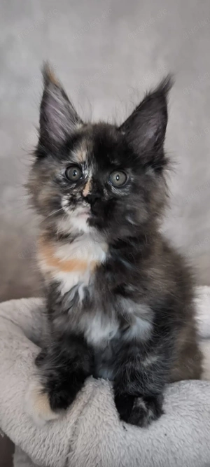 Maine Coon Kätzchen mit Stammbaum 