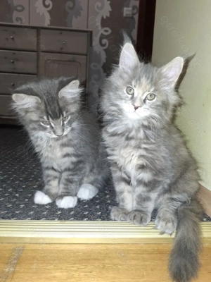 Maine Coon Geschwister