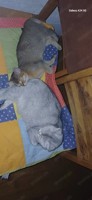 Zwei Reinrassige BKH und Abessinier  in liebevollen Hände anzugeben 