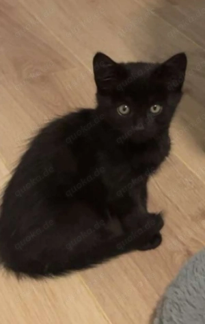 Verschmuste Babykatze sucht liebevolles Zuhause!