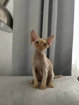 Devon Rex Junge