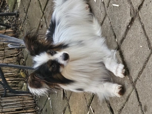 Papillon Rüde sucht seine aktive Familie 