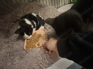 Wir nehmen Katzen in Not auf