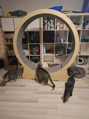 Wir nehmen Katzen in Not auf Bild 6