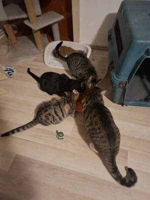 Wir nehmen Katzen in Not auf Bild 5