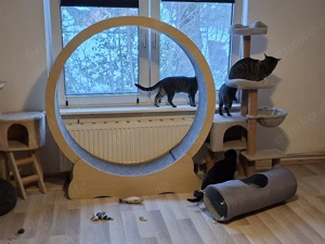 Wir nehmen Katzen in Not auf Bild 4