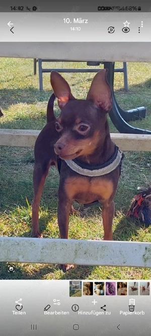 deckrüde Prager Rattler 