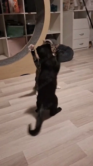 Wir nehmen Katzen in Not auf Bild 3