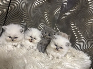 Britsch Langhaar katzen 