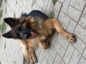 Altdeutsche Schäferhündin mit Ahnentafel 