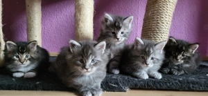 Maine Coon Kitten 