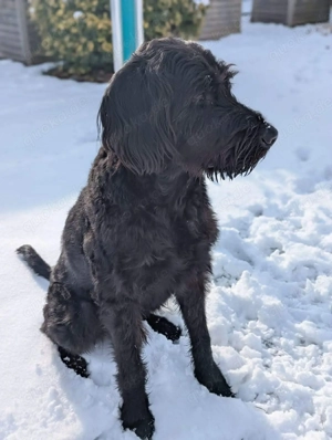Kubo - brauch ausreichend Beschäftigung  Bild 3