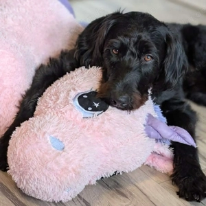 Kubo - brauch ausreichend Beschäftigung 