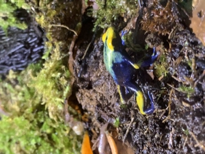 Dendrobates Tinctorius Tumuaque NZ24