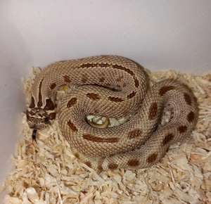 Heterodon nasicus Hakennasennattern Nachzucht 2025