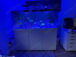 Red Sea max 625  aquarium Meerwasser
