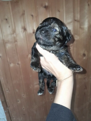 cavapoo cavalier king charles Welpen