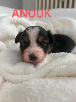 Australian Shepherd Welpen 